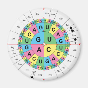 Amino syra baserar ordnar borddiagrammet magnet