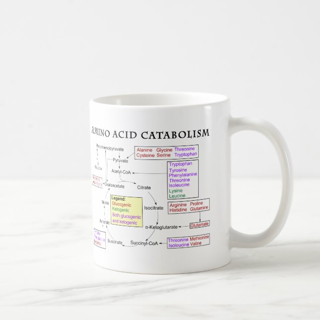 Amino syrligt Catabolismdiagram Kaffemugg (Höger)