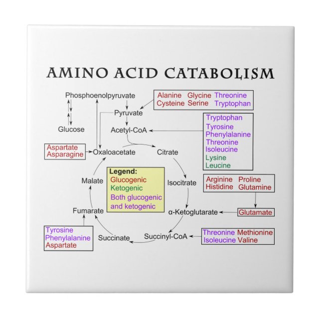 Amino syrligt Catabolismdiagram Kakelplatta (Framsidan)