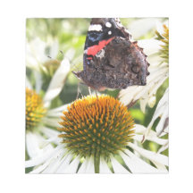 Amiral Butterfly på Flower