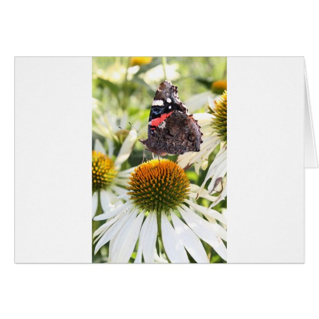 Amiral Butterfly på Flower Hälsningskort (Framsidan Horizontal)