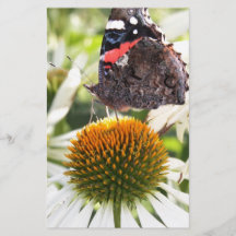 Amiral Fjäril på Blomma