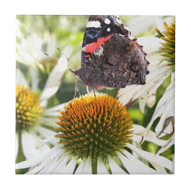 Amiral Fjäril på Blomma Kakelplatta (Framsidan)