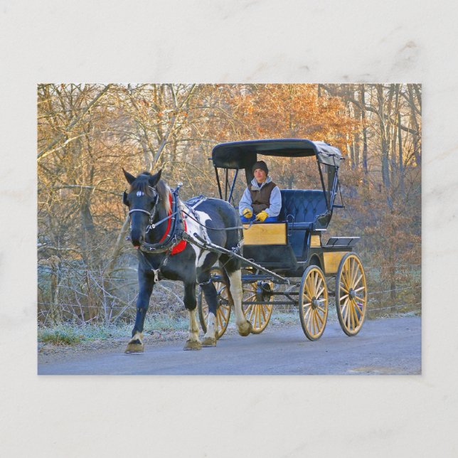 Amish Boy Drives Bröllop Carriage Vykort (Framsida)