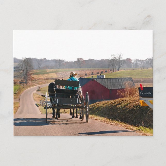 Amish Boy Drives Open Buggy Vykort (Framsida)