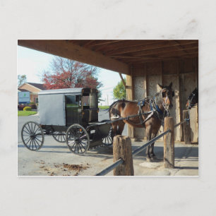 Amish Buggy, 1 Vykort