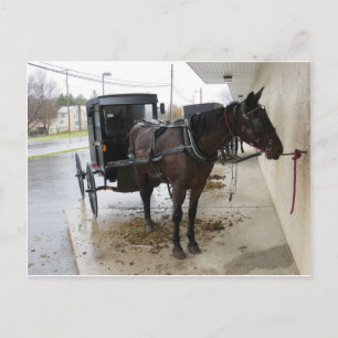 Amish Buggy 2 Vykort