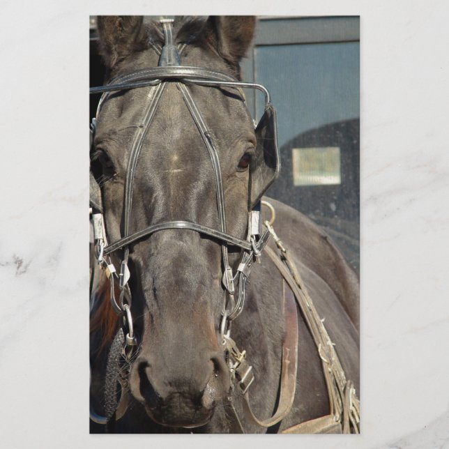 Amish Buggy Horse (Framsida)