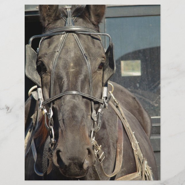 Amish Buggy Horse (Framsida)