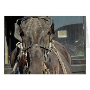 Amish Buggy Horse Hälsningskort