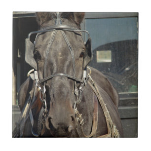 Amish Buggy Horse Kakelplatta