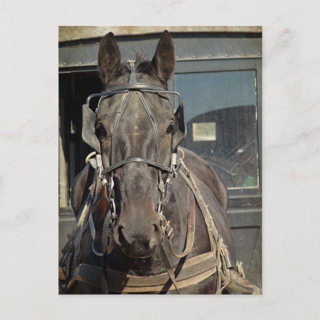 Amish Buggy Horse Kalona, Iowa Vykort (Framsida)
