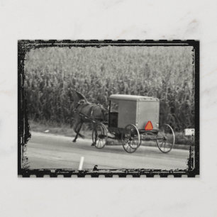 Amish Buggy Monochrome Vykort