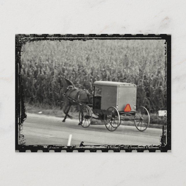 Amish Buggy Monochrome Vykort (Framsida)