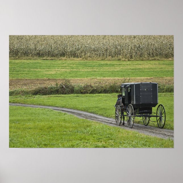 Amish buggy on farm lane, Northeast Ohio Poster (Framsidan)