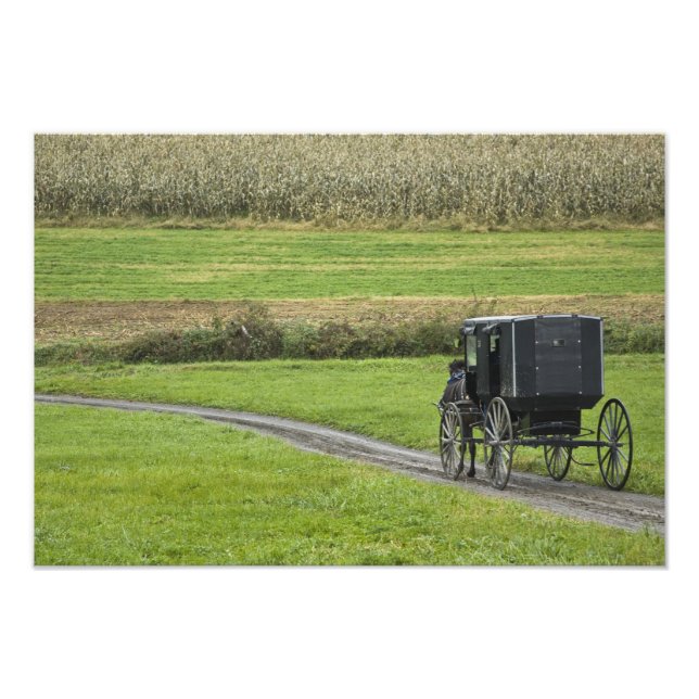 Amish-buggy på lantlig väg, nordöstra Ohio, Fototryck (Framsidan)