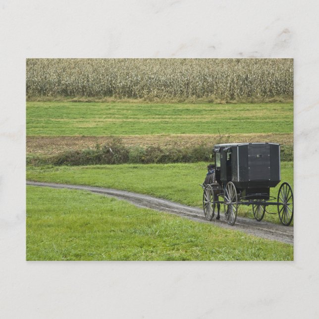 Amish-buggy på lantlig väg, nordöstra Ohio, Vykort (Framsida)
