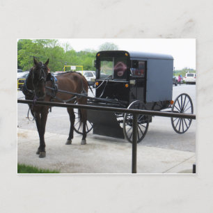 Amish Buggy Vykort