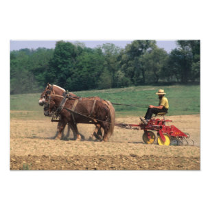 Amish Country enkla människor inom jordbruk med Fototryck