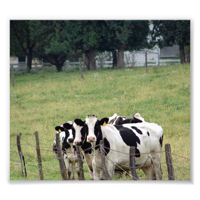 Amish Dairy Cattle Fototryck (Framsidan)