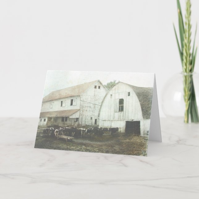 Amish Dairy Kort (Framsida)