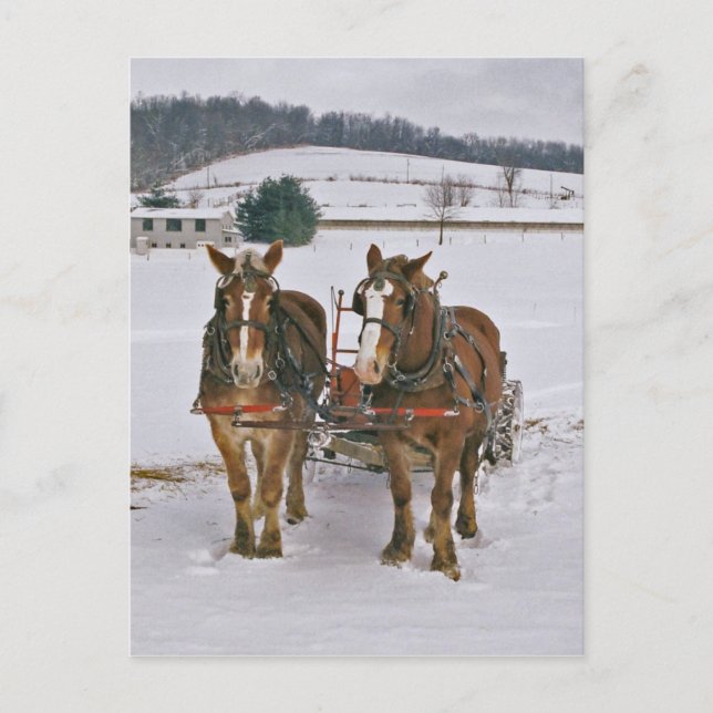 Amish Draft horse in Winter-Postcard Vykort (Framsida)