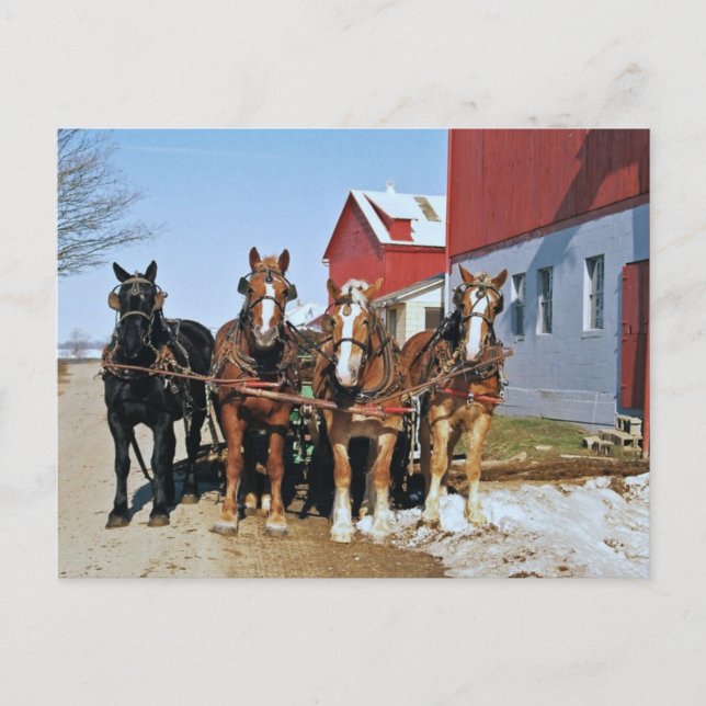 Amish Draft Horse Team-Postcard Vykort (Framsida)