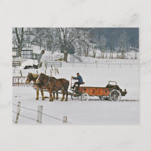 Amish Draft Horses Giddie-Up-vykort Vykort