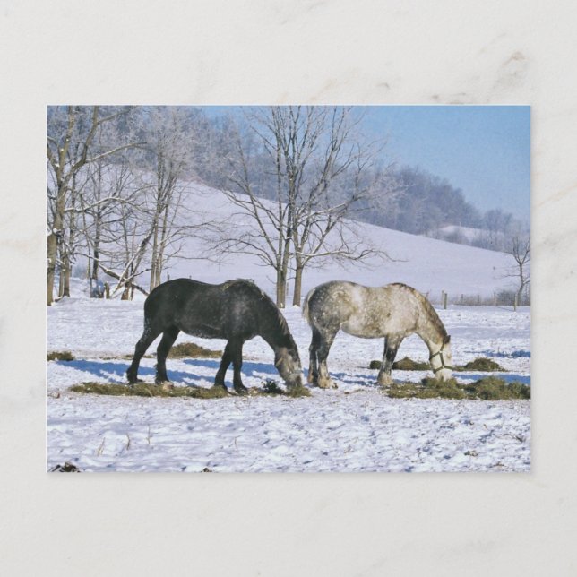 Amish Draft Horses in Winter Pasture-Postcard Vykort (Framsida)