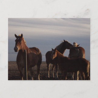 Amish Draft Horses vid Sunset Postcard Vykort