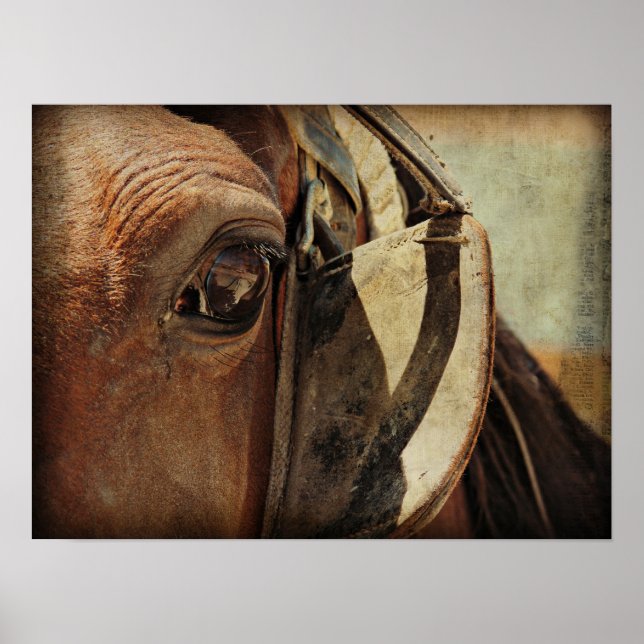 Amish Equine Poster (Framsidan)