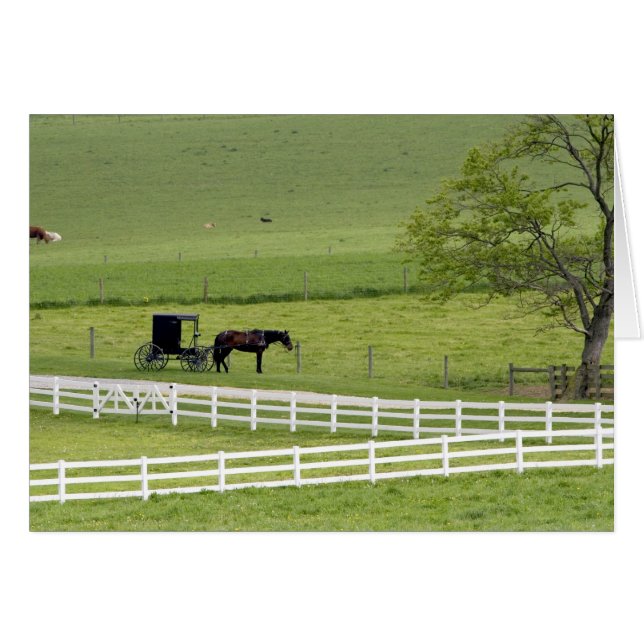 Amish farm with horse and buggy nära Berlin. Hälsningskort (Framsidan Horizontal)