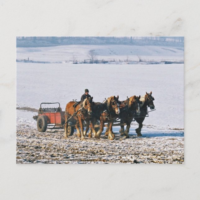 Amish Farmer på Spreader-Postcard-2 Vykort (Framsida)