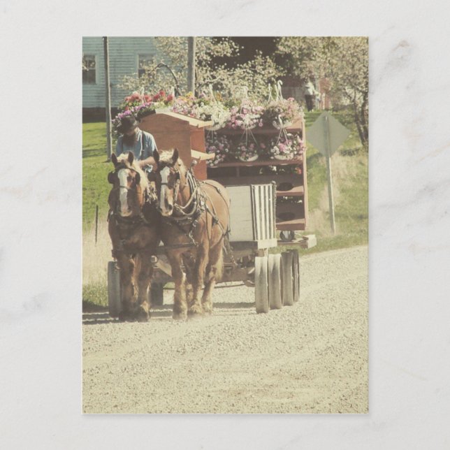 Amish Flower Delivery Vykort (Framsida)