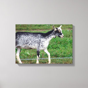 Amish Goat Canvastryck