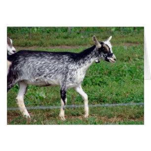 Amish Goat Hälsningskort