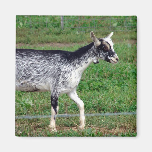 Amish Goat Magnet (Framsidan)