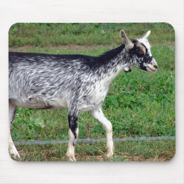 Amish Goat Musmatta (Framsidan)