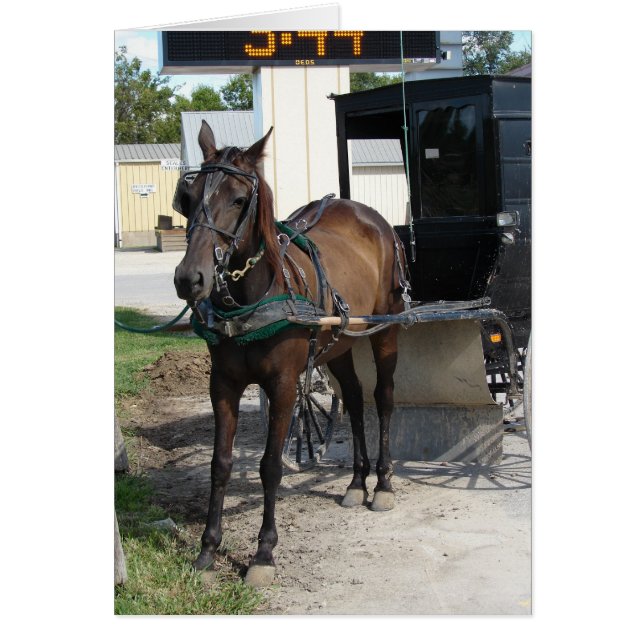 Amish Häst och buggy Livsmedel Store Stop Hälsningskort (Framsidan)