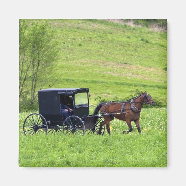 Amish häst och buggy nära Berlin, Ohio. Magnet (Framsidan)