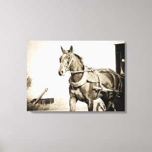 Amish häst och kärra i sepia canvastryck