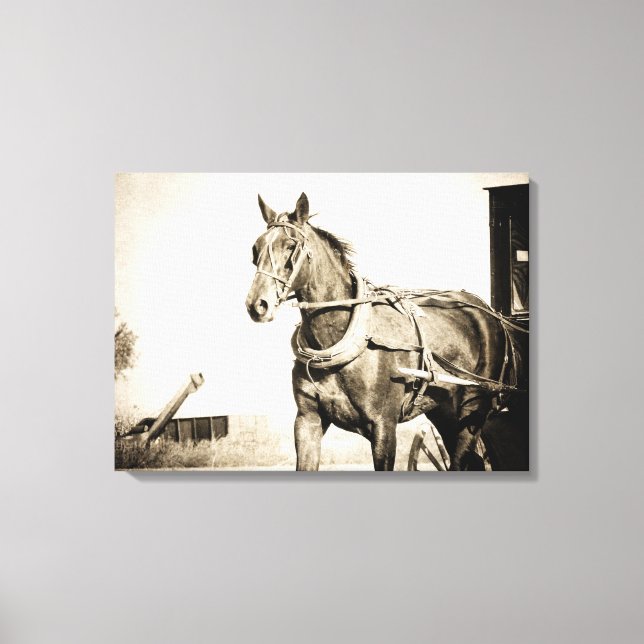 Amish häst och kärra i sepia canvastryck (Framsida)