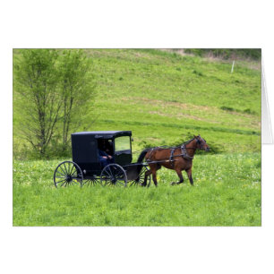 Amish häst och kärra nära Berlin, Ohio. Hälsningskort