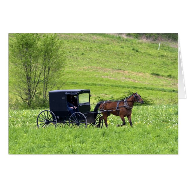 Amish häst och kärra nära Berlin, Ohio. Hälsningskort (Framsidan Horizontal)