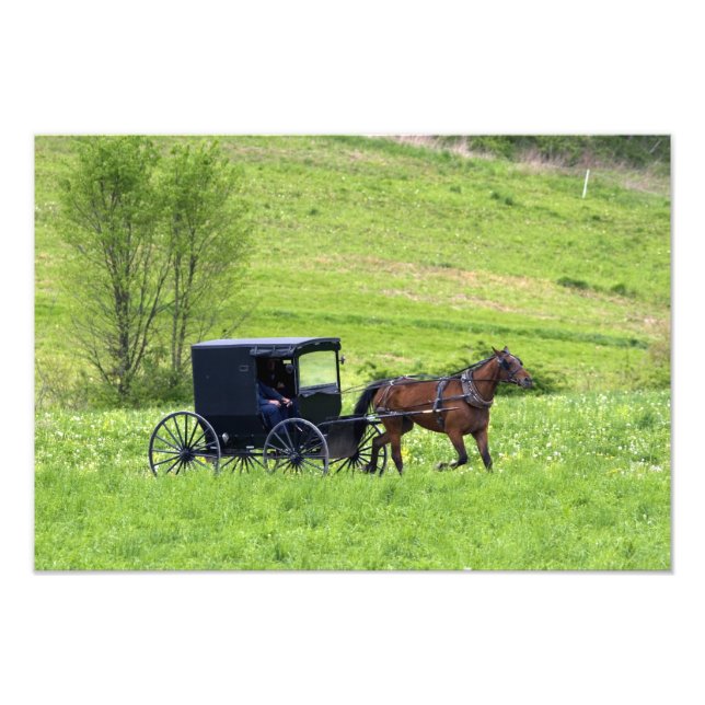 Amish häst och vagn nära Berlin, Ohio. Fototryck (Framsidan)