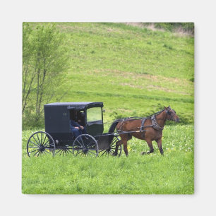 Amish häst och vagn nära Berlin, Ohio. Magnet