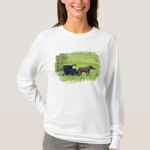 Amish häst och vagn nära Berlin, Ohio. Tee