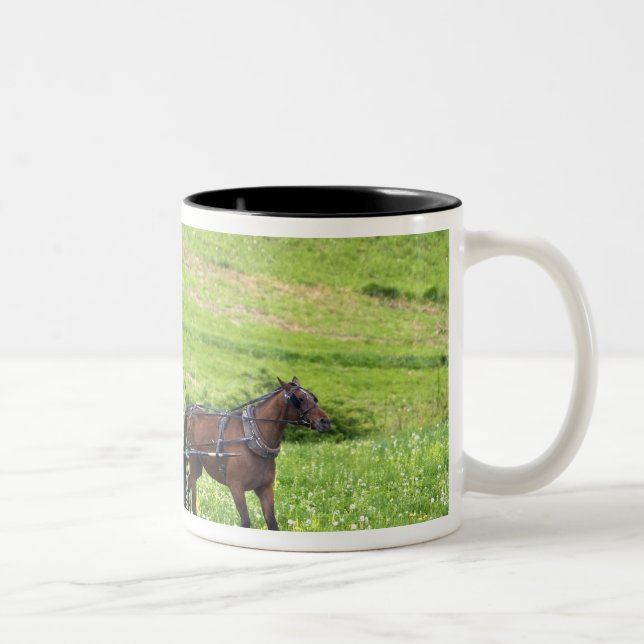 Amish häst och vagn nära Berlin, Ohio. Två-Tonad Mugg (Höger)