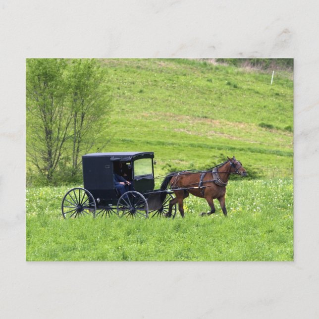 Amish häst och vagn nära Berlin, Ohio. Vykort (Framsida)