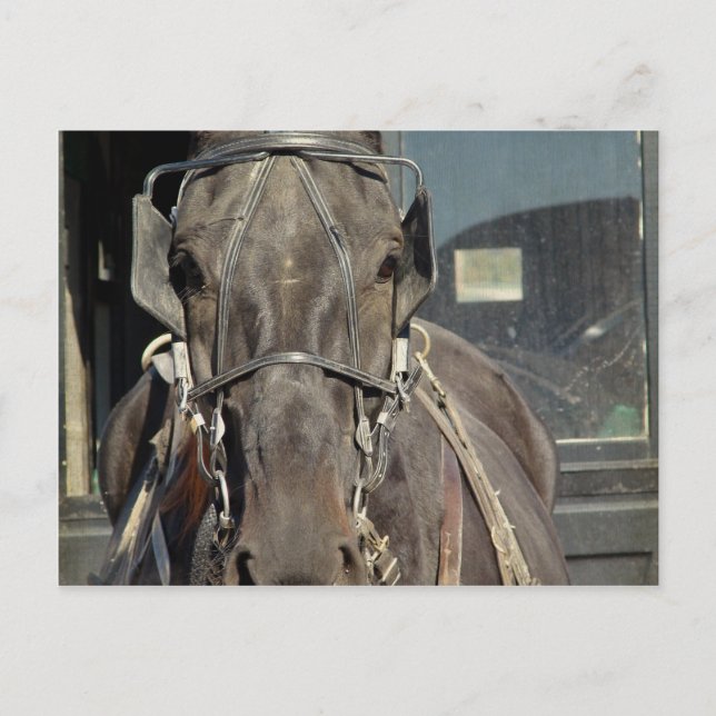 Amish-häst och vagn vykort (Framsida)